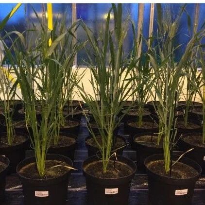 在植物学顶级期刊Molecular Plant、Nature Plants上发表论文，这个实验室总结根系分泌物介导下植物-土壤-微生物互作关系