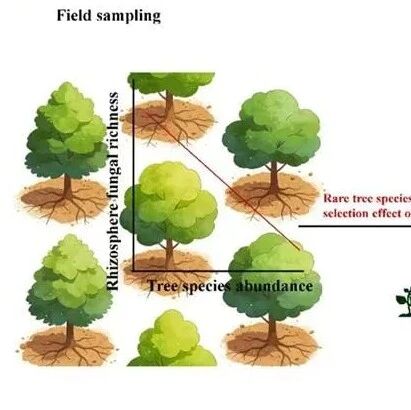 Journal of Ecology | 华东师范大学刘宇教授研究团队揭示地下的奥秘：不同多度的树种如何塑造根际共生关系