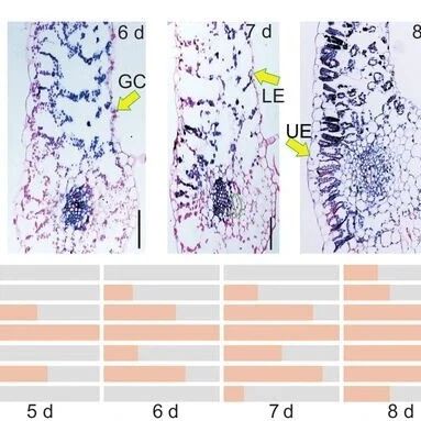 Plant Cell 南京农业大学陈发棣教授团队揭示菊花叶片衰老的单细胞水平调控新机制