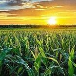中国农业大学农学院博士生一作在Nature子刊发表研究成果
