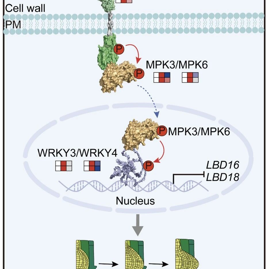 上海师范大学戴绍军/东北林业大学张玉红团队揭示FER–MPK3/6–WRKY3/4信号模块负调控拟南芥侧根发育机制