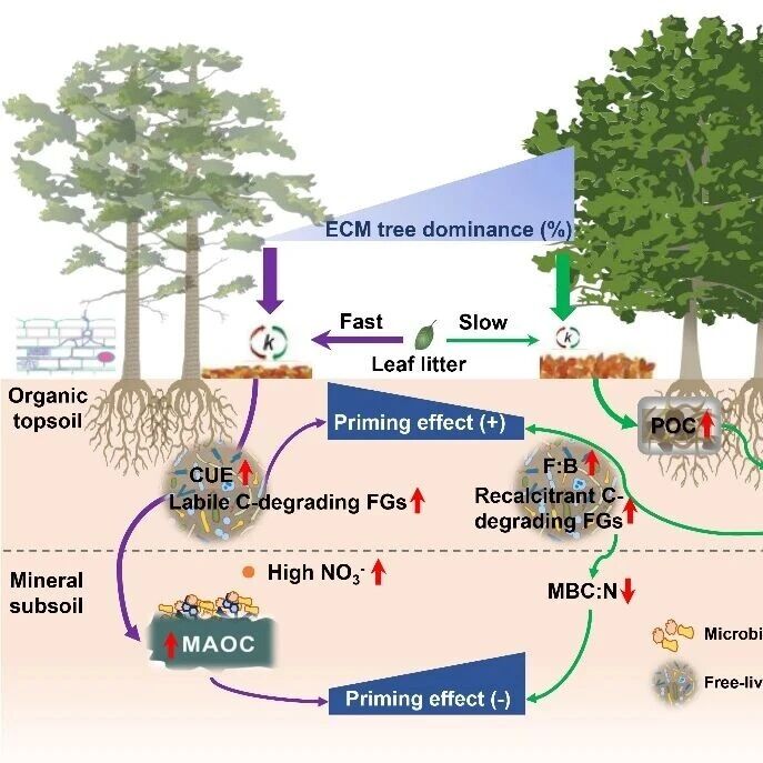 我站陈亮教授在生态学国际重要影响力期刊Global Change Biology发表最新研究成果