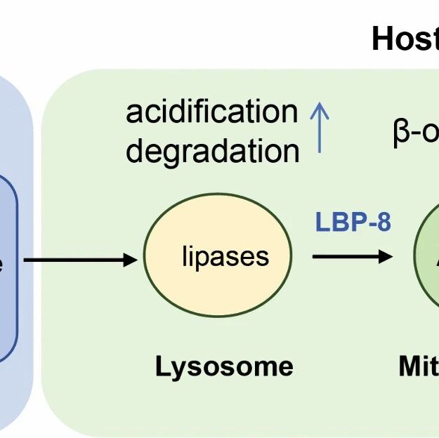 PLOS Biology | 云南大学单昭/祁斌课题组合作发现细菌色氨酸代谢激活溶酶体促进脂解