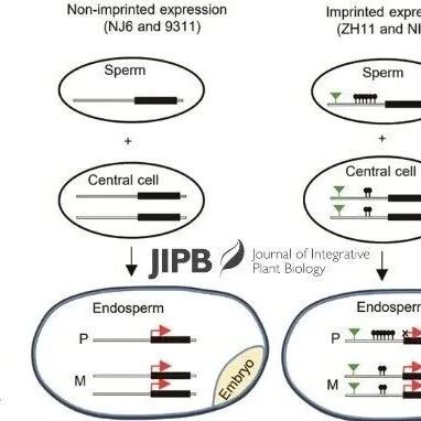 JIPB | 中国科学院植物研究所刘春明团队揭示转座子插入调控水稻灌浆的母本效应机制