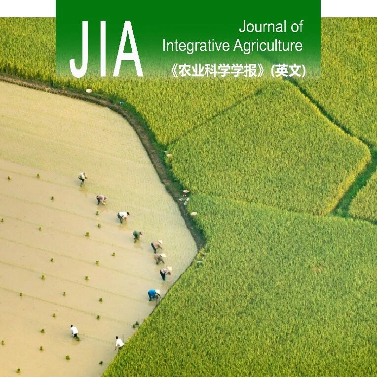 JIA优先上线 | 扬州大学杨建昌教授课题组阐释敲低OsCOI1在常温下可提高水稻产量，但会削弱穗分化期的耐热性的研究机制