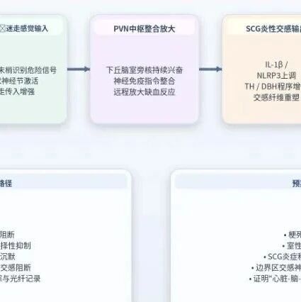 心肌缺血方向 5 篇 SCI一区 Top文章设计方案基于 2024–2026 年高水平机制研究（机制图配图版）