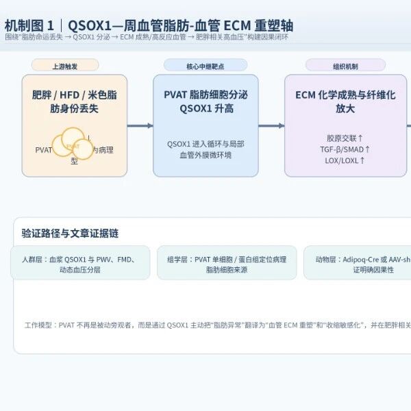 基于高血压前沿机制的 5 篇 SCI 一区 Top 级文章设计方案