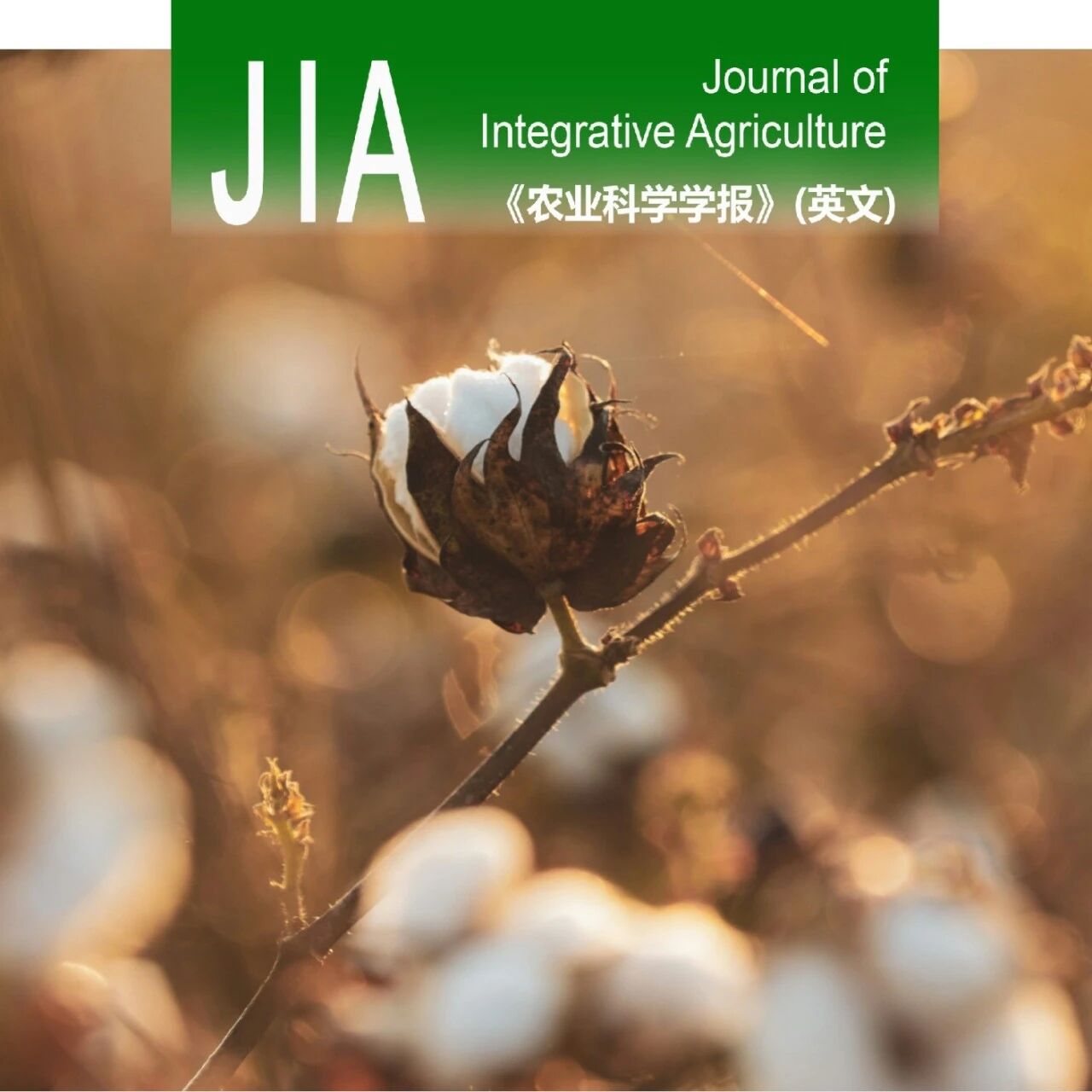 JIA优先上线 | 中国农科院棉花所棉花布局与低碳生产技术创新团队解析新疆棉花产量气候驱动机制与区域差异格局