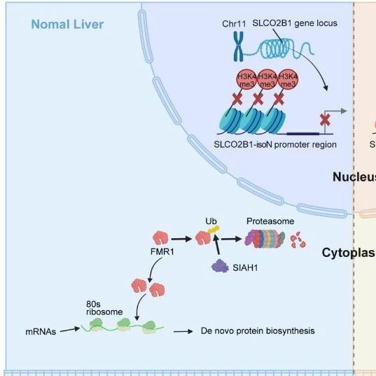 Cancer Res｜复旦大学何祥火等团队揭示肝癌新机制：编码基因的mRNA亚型竟“变身”为非编码RNA驱动癌症