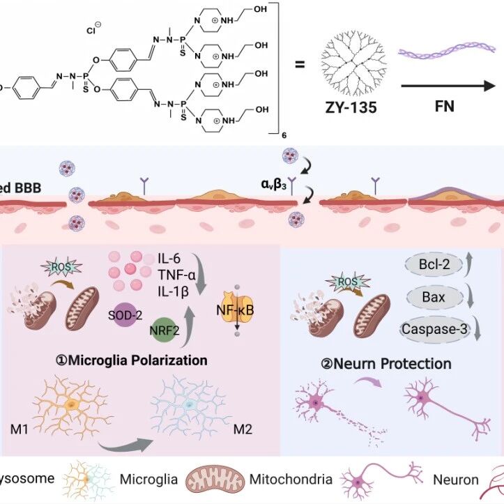 东华大学史向阳教授团队 Biomaterials：生物活性羟基化含磷树状大分子共递送蛋白质/药物实现缺血性脑卒中的多靶点增强治疗研究