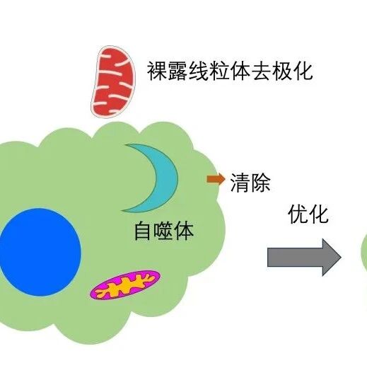 Cell | 广州健康院合作发明线粒体移植新技术，开创重大疾病的“细胞器治疗”新策略