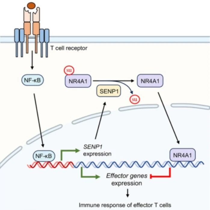 Cell Rep | 程金科/贺兼理团队揭示TCR-NF-κB信号通路激活SENP1-NR4A1轴负向调控CD8+T细胞效应功能