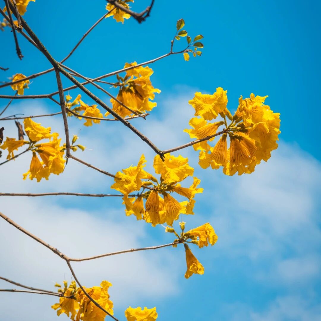 华南理工大学：液-液相分离凝聚体材料，仿生藤壶粘合剂 | Nature Chemistry