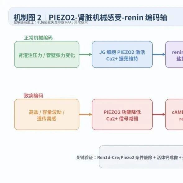 基于高血压前沿机制的 5篇SCI一区Top级文章设计方案