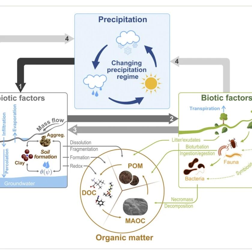 【New Phytologist】降水变化如何通过“物理-生物-化学”三联通道重塑土壤有机质