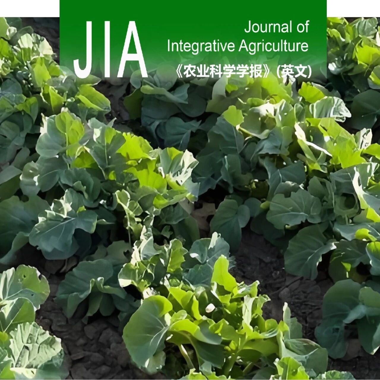 JIA优先上线 | 扬州大学联合江苏里下河农科所在油菜抗菌核病种质创新方面取得新进展
