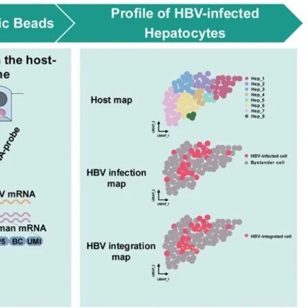 Hepatology｜乙肝难治的根源被看清！复旦大学仇超/张文宏等团队揭示病毒复制与细胞代谢紧密关联，并提出“增殖稀释”新疗法思路