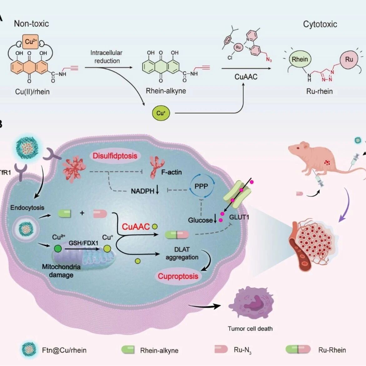 ACS Nano：时空可控的铜生物正交激活可实现肿瘤导向的双硫死亡