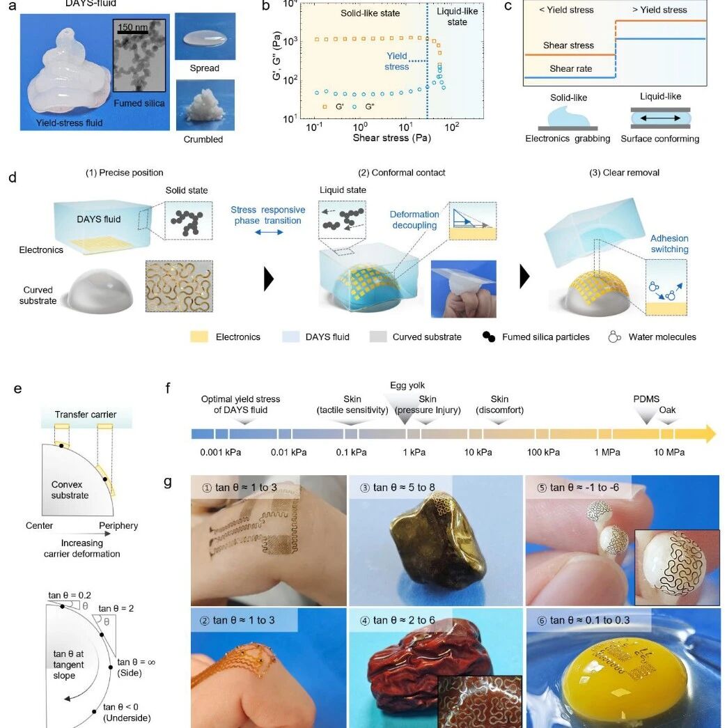 Nature Commun：将软电子器件无变形和无损坏地转移到高度弯曲和脆弱的生物表面上