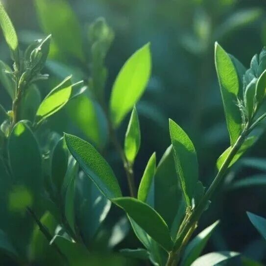 PJ | 西北农林科技大学余有本/王文钊课题组揭示温度调控CsMYBs-CsHT9介导的N-阿魏酰腐胺生物合成途径在茶树抵御炭疽病中的分子