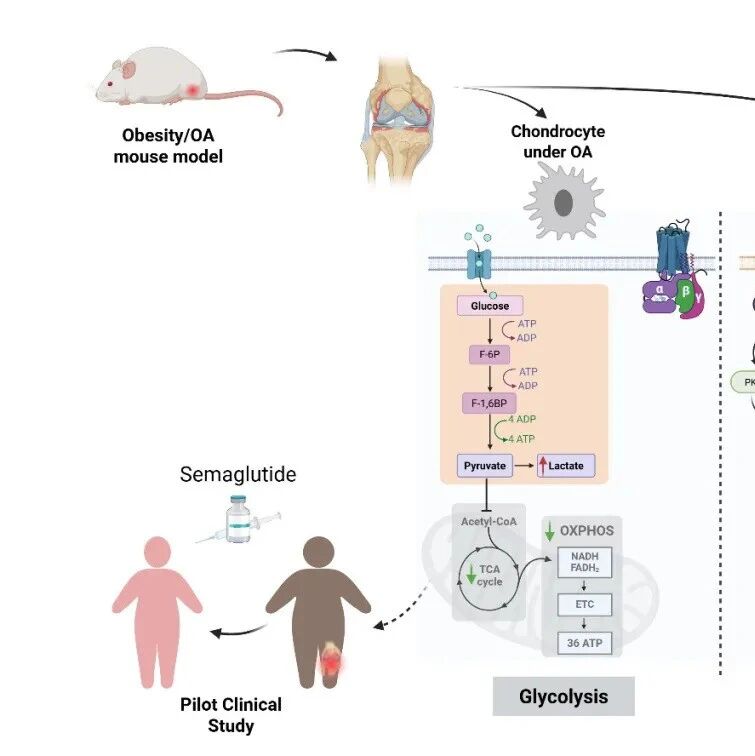 Cell Metabolism | 中国科学院童丽萍及合作者“减肥神药”也能治疗骨关节炎？科学家揭示其关键机制