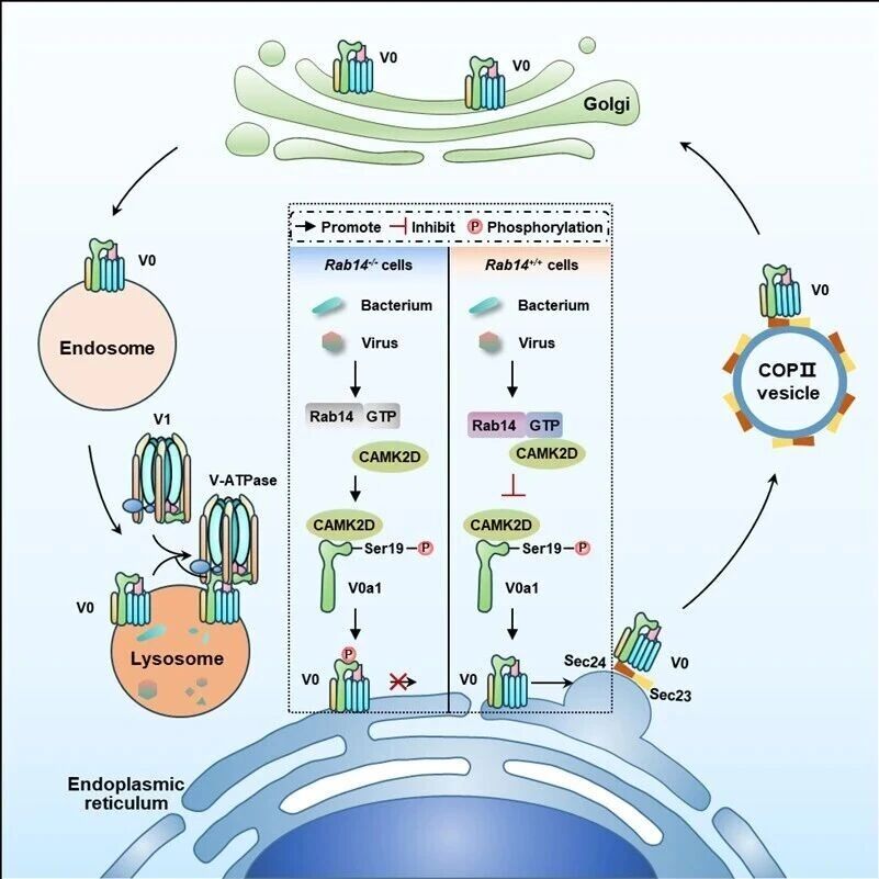 Nat Commun | 中国科学院微生物所刘翠华团队合作揭示宿主小GTPase Rab14介导的广谱抗感染免疫新机制