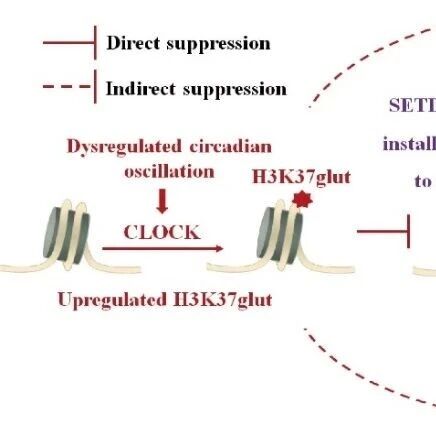 Sci Adv | 华中科技大学基础医学院王玉刚课题组报道细胞节律蛋白CLOCK调控染色质重塑的表观遗传新机制