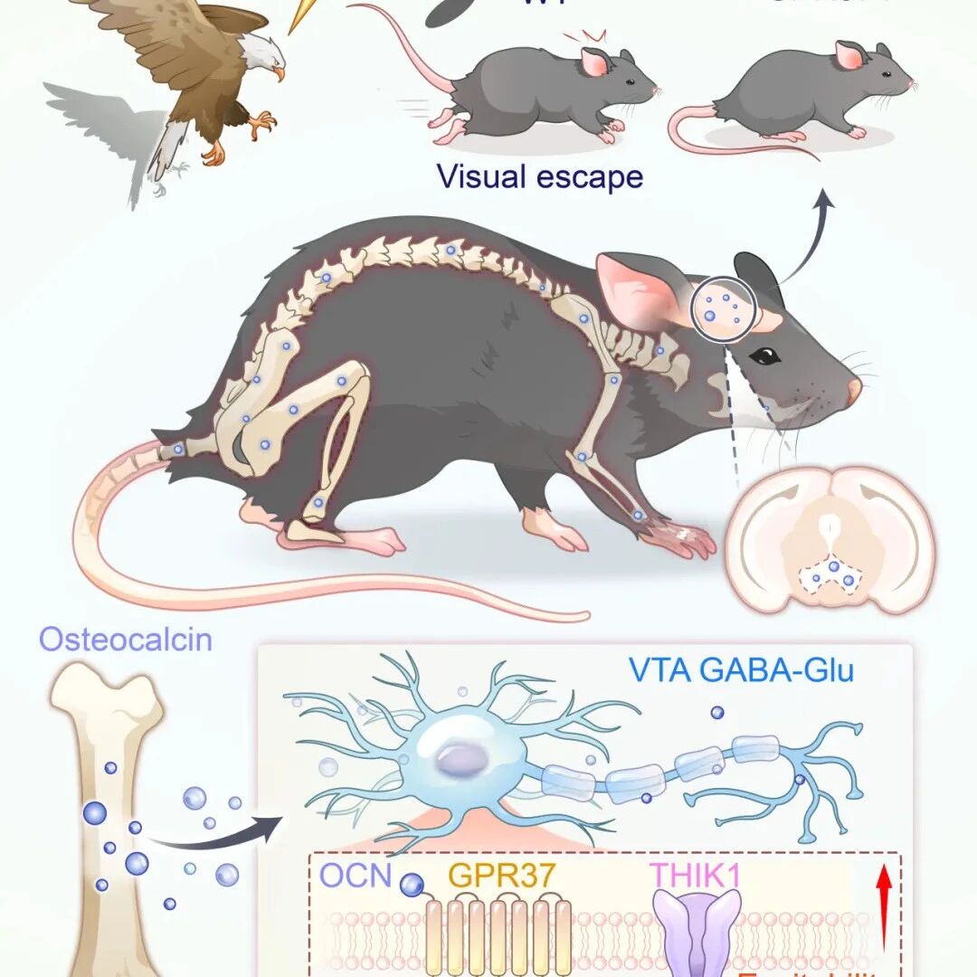 Neuron丨中国科学院王立平及合作者揭示骨源性激素—骨钙素作用经典奖赏中枢VTA启动逃跑反应