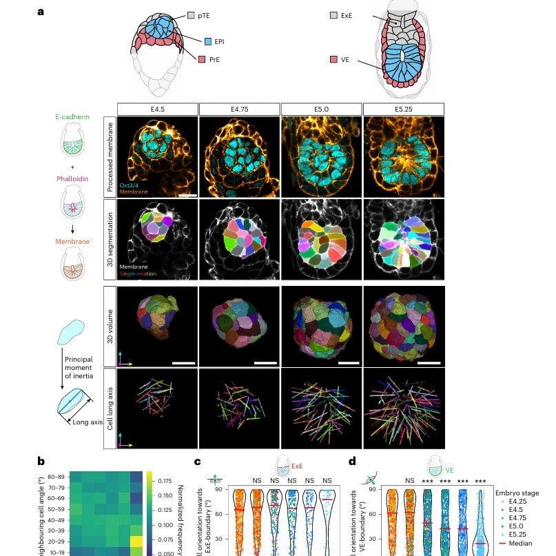 研究进展：生物成像-表面诱导有序 | Nature Physics