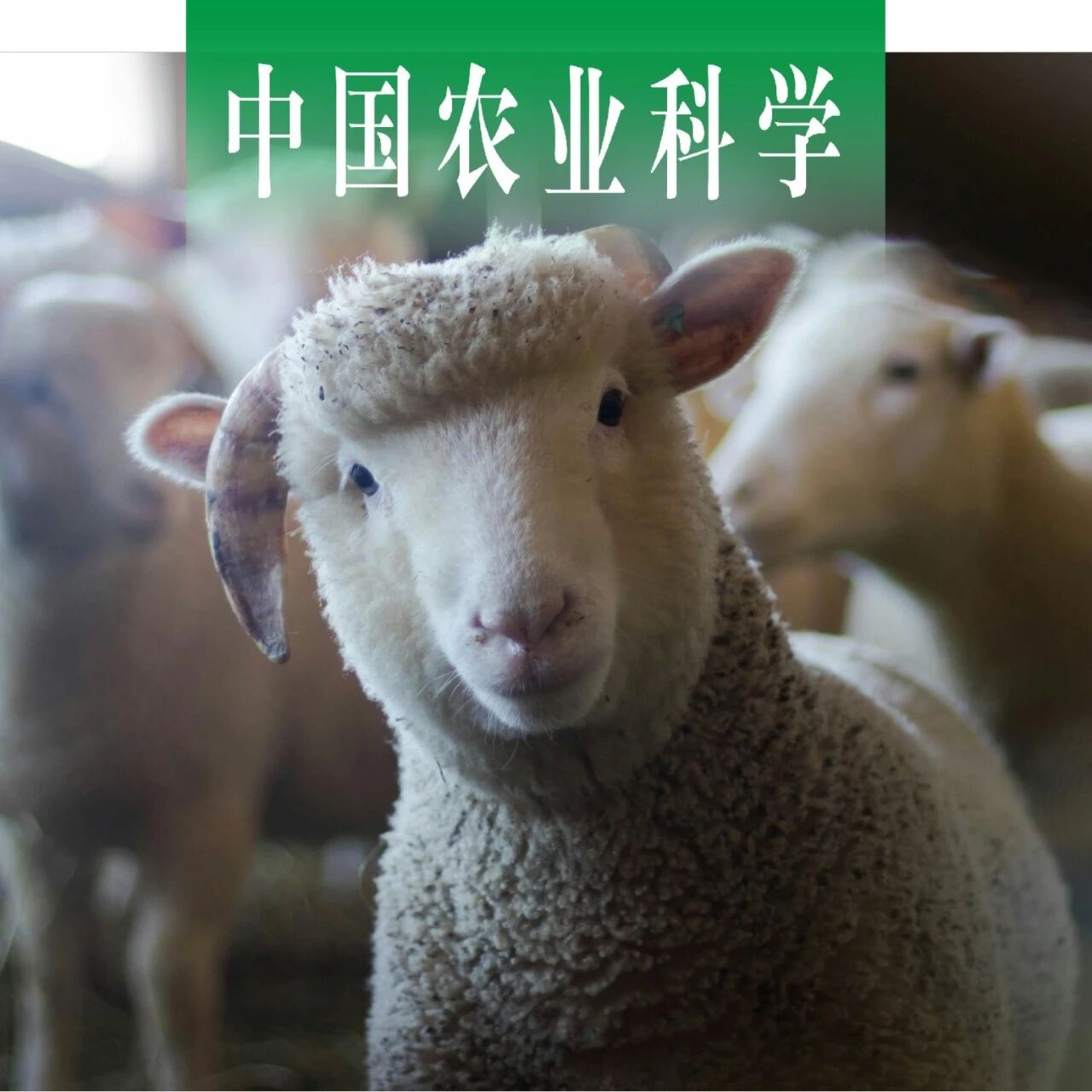 中国农业科学 | 中国农科院哈兽研刘思国课题组建立羊副结核分枝杆菌间接ELISA抗体检测方法