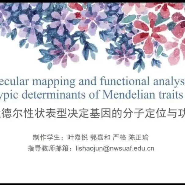【创意课堂】14|豌豆孟德尔性状表型决定基因的分子定位与功能解析