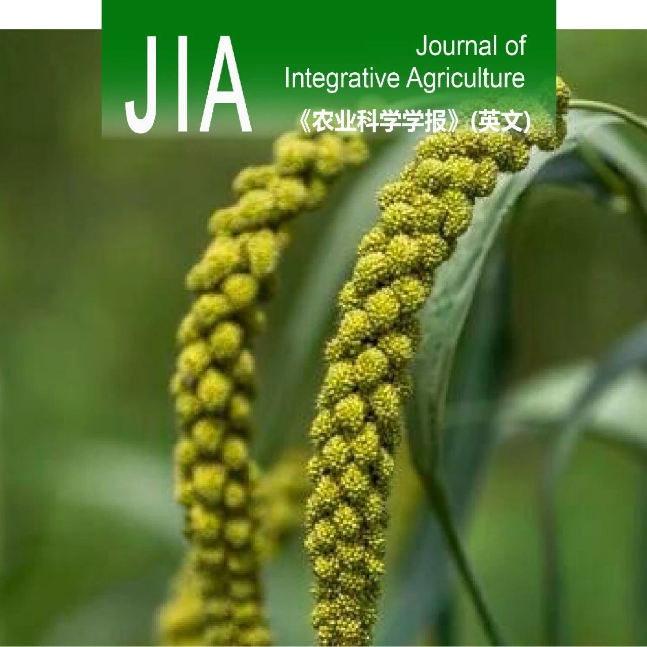 JIA | 蛋白质组学揭示谷子株高形成的分子机制
