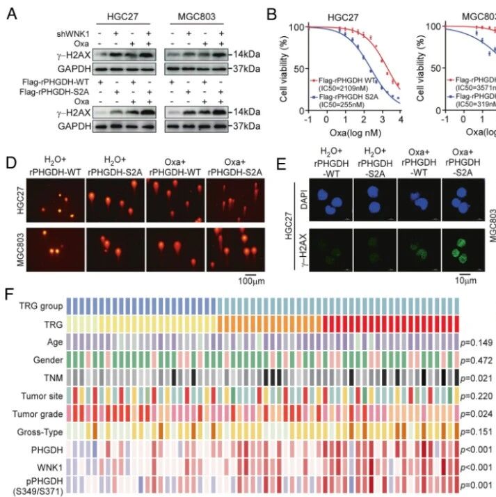 PNAS｜胃癌细胞如何“吃草”变强抵抗化疗？郑州大学董子钢/朱平平等团队找到关键代谢开关，并发现它能预测化疗效果