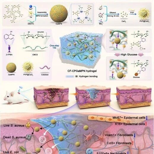 Adv Sci：四川大学张凌琳等开发新的水凝胶，通过调控细胞异质性促进糖尿病创面愈合