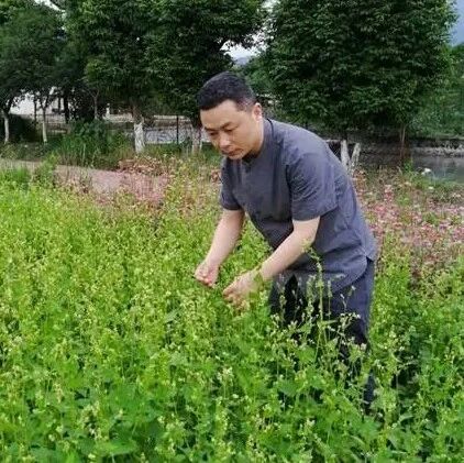 四川农业大学教授团队硕士生第一作者在一区Top期刊发表研究成果，取得苦荞淀粉功能性应用方面的新进展