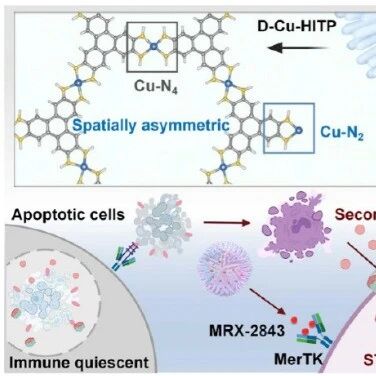 JACS：具有暴露的不饱和Cu−N2位点的缺陷单位点纳米酶可通过先天免疫检查点阻断实现抗肿瘤免疫治疗