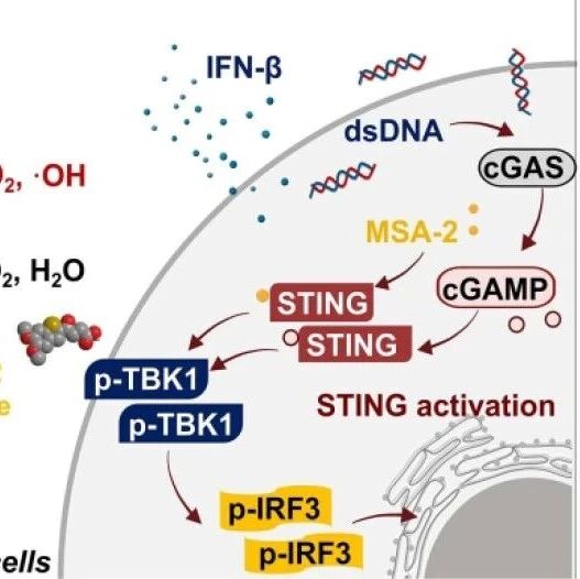 JACS：负载MSA-2的三维金属共价有机框架用于实现协同的放射增敏和先天免疫激活