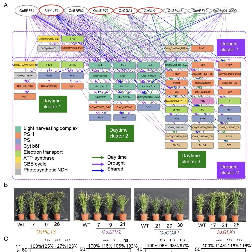 中科院分子植物卓创中心朱新广团队系统挖掘水稻光合调控网络的枢纽转录因子