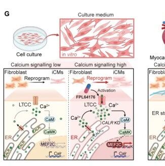Cell Stem Cell | 北京大学赵扬团队系统解析“在体重编程”诱导心肌再生的关键病理障碍