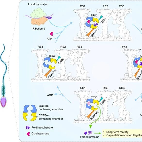 Mol Cell | 中国科学院丛尧组和朱学良组等合作揭示哺乳动物精子鞭毛通过原位翻译–折叠的偶联机制维持持久运动
