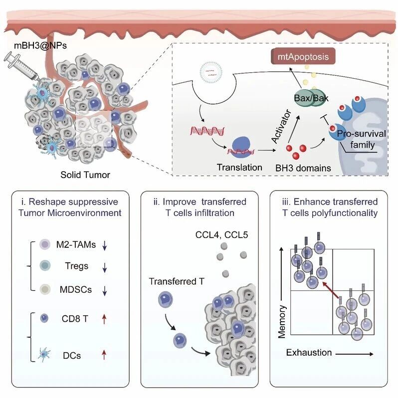 Cell Rep Med | 浙江大学生命科学学院金勇丰团队开发基于mRNA/LNP的线粒体凋亡启动策略以协同增效过继性T细胞疗法