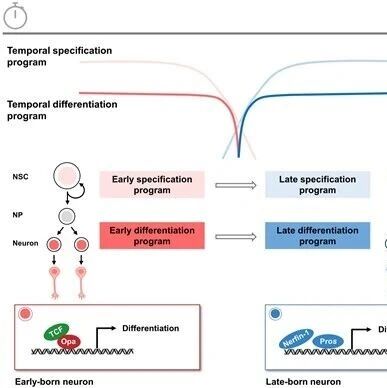 PNAS | 北京大学宋艳课题组与合作者发现“定制化”神经元分化程序确保发育脑精确建成