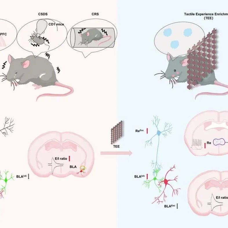 Neuron | 华中科技大学刘丹/朱铃强教授团队揭示触觉刺激改善抑郁的神经环路新机制