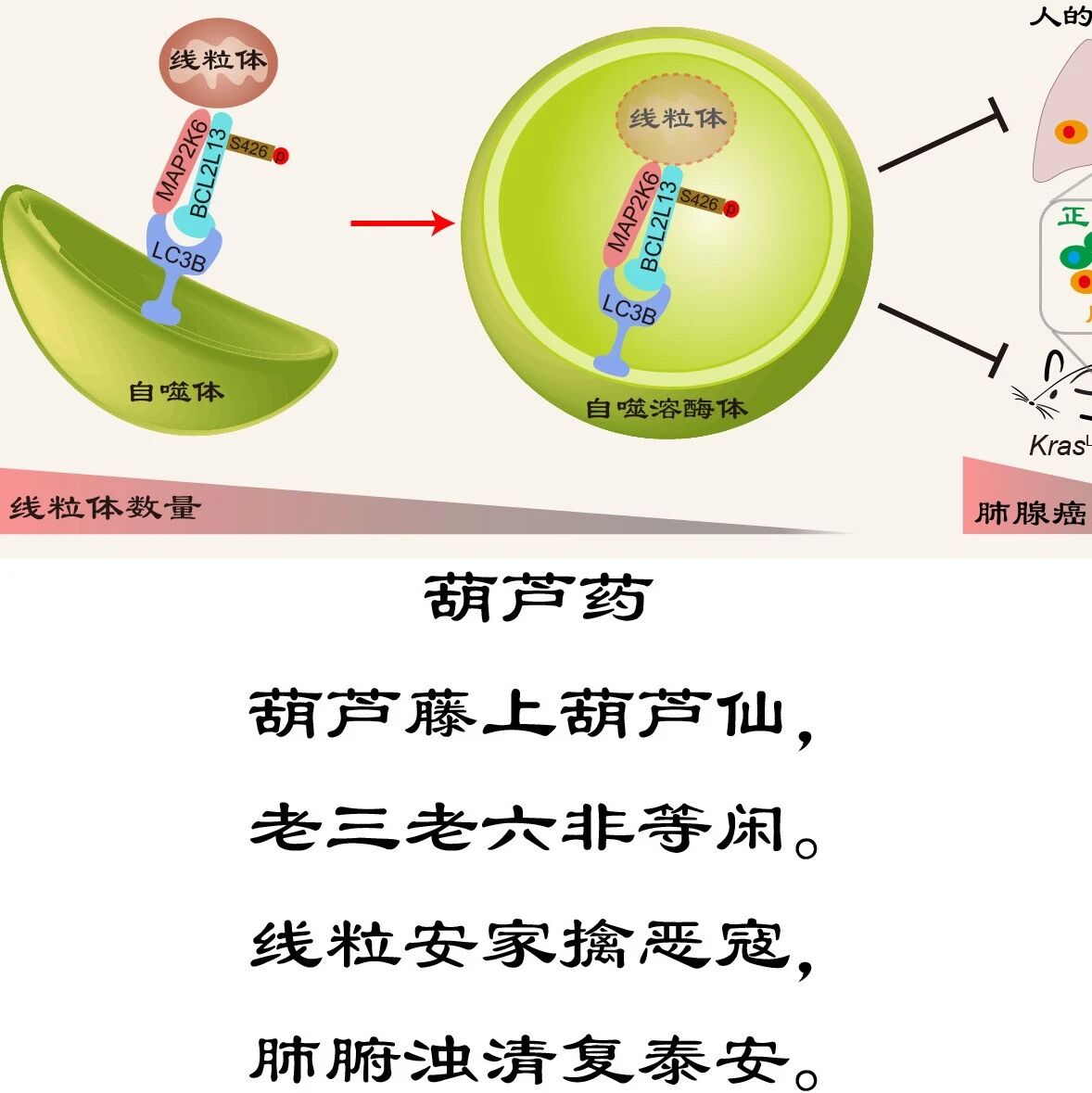 Cell Rep | 广州健康院刘兴国/陈可实与合作者揭示激酶亚细胞定位调控线粒体质量新机制——为肺腺癌治疗提供干预新靶点