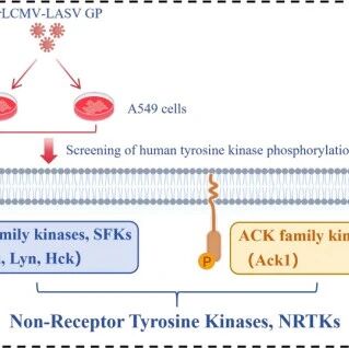 J Virol | 武汉病毒所王薇团队揭示Src家族激酶调控沙粒病毒入侵作用机制
