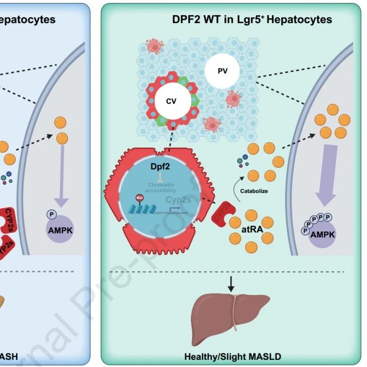 J Hepatol | 肝脏的“中央禁区”，复旦大学畅磊等揭示肝脏中区域特异性代谢控制的机制基础