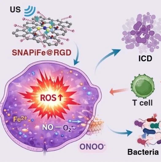 ACS Nano：轴向极化的O−Fe−N4单原子酶可清除肿瘤驻留型胞内微生物群和增强免疫治疗