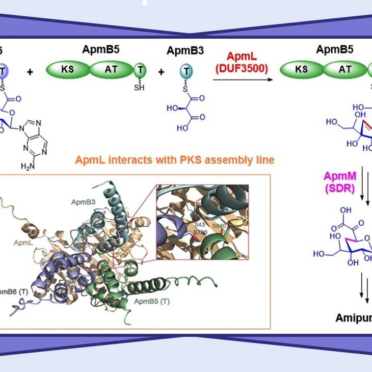【Angew. Chem.】中科院上海有机所/国科大杭高院唐功利、潘海学联合杭高院孙爱爱：核苷类抗生素生物合成中依赖PKS装配线的4',5'-脱水机制