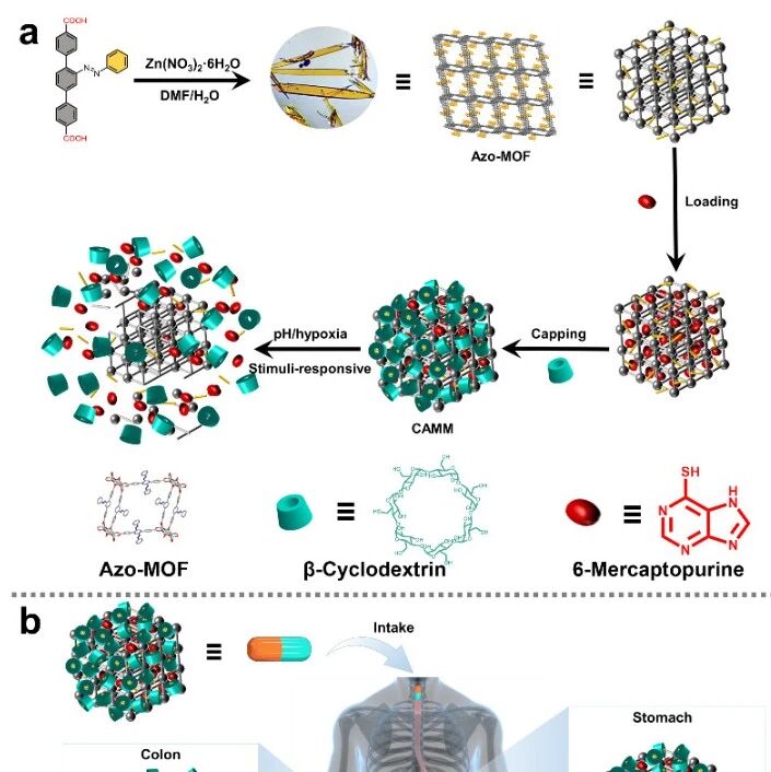 吉大杨英威教授团队与合作者 Adv. Sci.：金属有机框架材料用于靶向治疗炎症性肠病