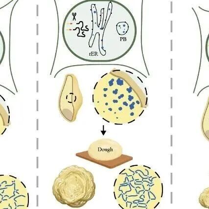 Adv. Sci | 中国农业大学小麦研究中心挖掘提升小麦饼干加工品质的重要基因